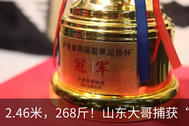2.46米，268斤！山东大哥捕获“鲅鱼王”：常见鲅鱼仅几斤到十几斤，已被水产公司收购，将做成鲅鱼水饺
